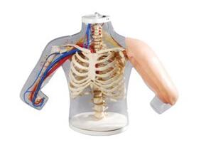 中心靜脈穿刺模型 中心靜脈穿刺模型