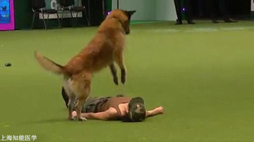意大利狗狗給主人做“做心肺復蘇”獲得網友熱烈好評