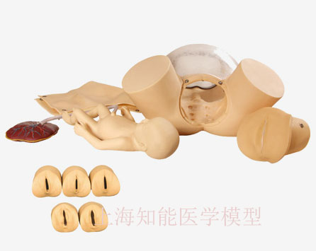 高級分娩綜合技能訓練模型價格多少？