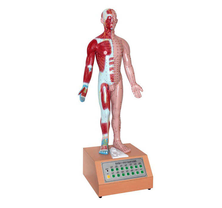 知能醫(yī)學(xué)電動(dòng)十四經(jīng)穴針灸模型 BIX-A2126 知能醫(yī)學(xué)電動(dòng)十四經(jīng)穴針灸模型 BIX-A2126